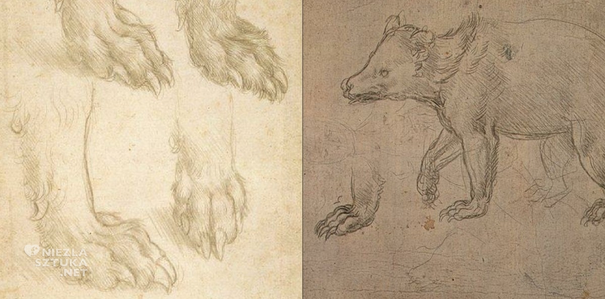 Leonardo da Vinci szkic rysunek niedźwiedź