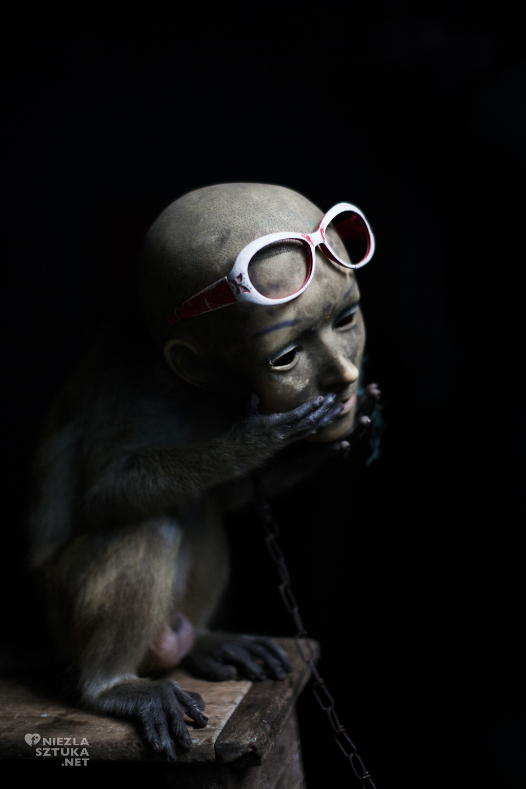 Artur Gutowski Indonezja małpi cyrk